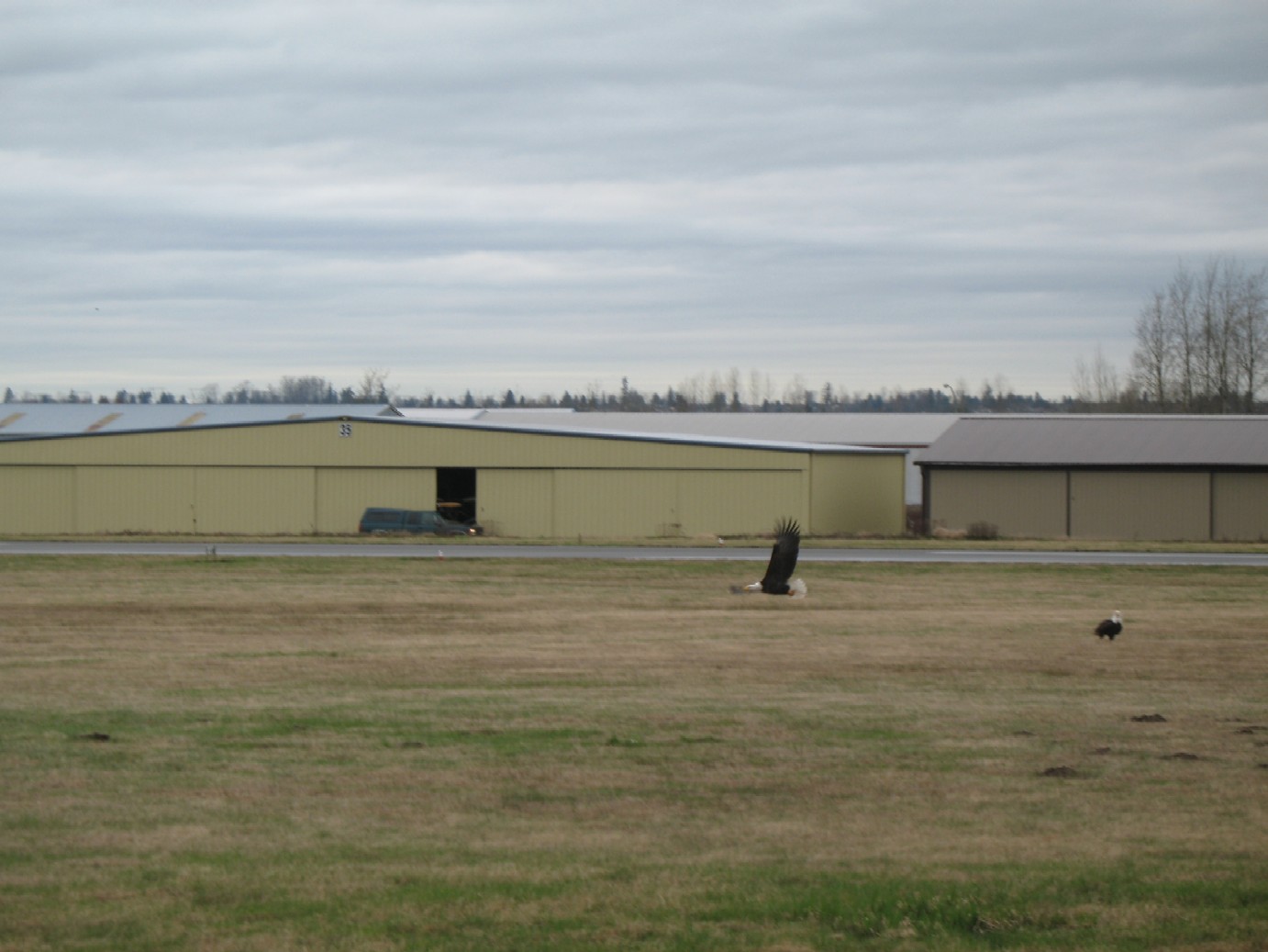 Eagles soar at Langley Airport just off the Langley Flying School ramp.